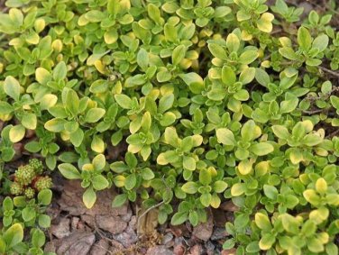 seeds thyme - common 250.mg