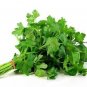 seeds 200 italian parsley dark green flat leaf garden fresh herb