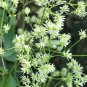 50 seeds purple meadow rue thalictrum dasycarpum white & yellow flower herb