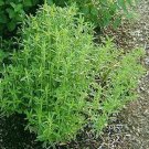 seeds savory great garden herb by seed kingdom 7,000
