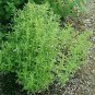 seeds savory great garden herb by seed kingdom 7,000