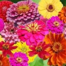 250 seeds zin master zinnia mix elegans mixed colors flower *flat s/h
