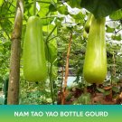 nam tao yao bottle gourd seeds, opo squash