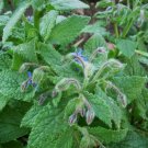 seeds herb seed: borage seed 500 fresh