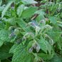 seeds herb seed: borage seed 500 fresh