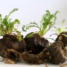 50 seeds black maca peruvian ginseng maka lepidium meyenii syn. peruvianum herb