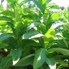 1000 seeds silver river tobacco - nicotiana sp. brazilian strain