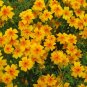 seeds tagetes lemonii mexican marigold - perennial