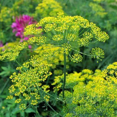 seeds 150 bouquet dill