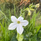 seeds nicotiana alata - organic 'jasmine tobacco'