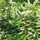 10 seeds amur maackia cladrastis amurensis tree ornamental white flower legume