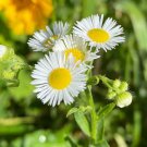 100 fleabane seeds, erigeron, medicinal herb, wildcrafted, organic