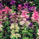75 seeds tricolor clary sage mix blue pink salvia viridis horminum herb flower