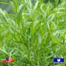 seeds 100 tarragon russian non-gmo heirloom vegetable btgo 75% off