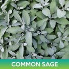 common sage seeds, salvia officinalis