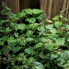 seeds 30 patchouli (pogostemon cablin) herb plant, fragrance oil source