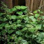 seeds 30 patchouli (pogostemon cablin) herb plant, fragrance oil source