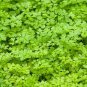 seeds 500winter chervil french parsley sweet sicily gourmet’s herb