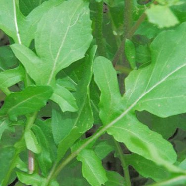 2000 seeds roquette arugula rocket / rucola rugula eruca vegetable herb