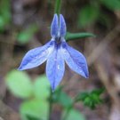 250 seeds blue indian tobacco (indian lobelia) lobelia inflata flower