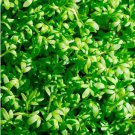 seeds 1000curled cress organic indoor container sprouting shade garden spring