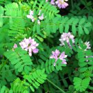 100 crown vetch seeds, coronilla varia, ground cover, medicinal herb