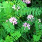100 crown vetch seeds, coronilla varia, ground cover, medicinal herb