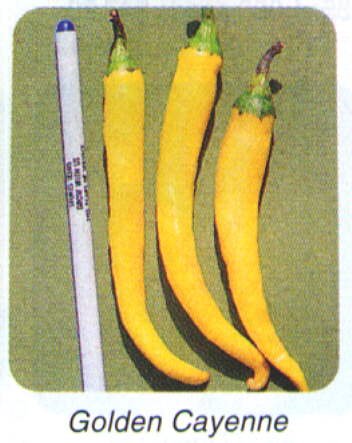 GOLDEN HOT PEPPER SEEDS