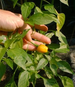 Yellow Chicken Heart hot pepper seeds