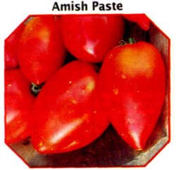 tomato roma paste amish heirloom seeds ecrater