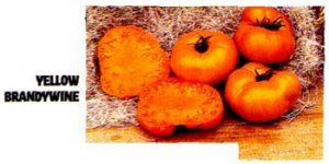 Brandywine Yellow, Platfoot heirloom tomato seeds