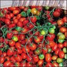 Cherry Roma seeds, tiny heirloom grape tomato Cherry Roma seeds, tiny heirloom grape tomato