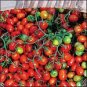 Cherry Roma seeds, tiny heirloom grape tomato