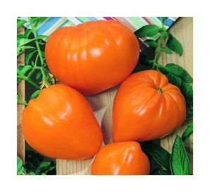 Orange Strawberry, oxheart tomato seeds