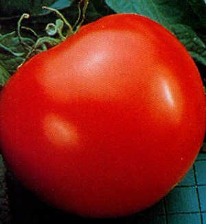 goliath tomato seeds