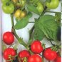 Matina tomato seeds, German heirloom
