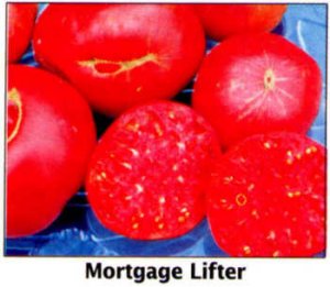 Mortgage Lifter tomato seeds, heirloom