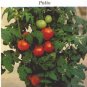 Patio tomato seeds, dwarf plant