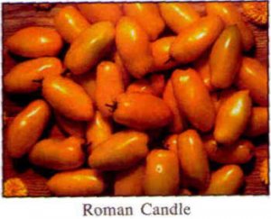 Roman Candle roma tomato seeds