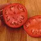 Santiam tomato seeds, heat sets