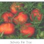 Silvery Fir Tree tomato seeds