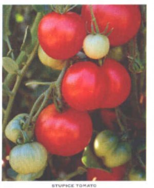 Stupice tomato seeds, early czech heirloom