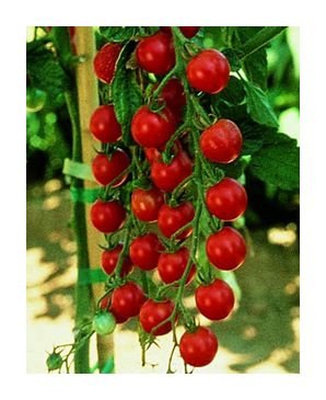 Sweet Million cherry tomato seeds