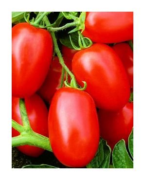 Viva Italia roma tomato seeds