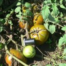 Berkeley Tie Dye dark bi-color tomato seeds