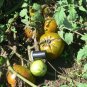 Berkeley Tie Dye dark bi-color tomato seeds