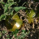Brad's Black Heart great tasting black oxheart tomato seeds Brad's Black Heart great tasting black oxheart tomato seeds
