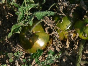 Brad's Black Heart great tasting black oxheart tomato seeds