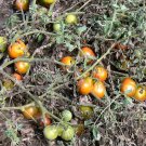 Black Pear heirloom tomato seeds Black Pear heirloom tomato seeds
