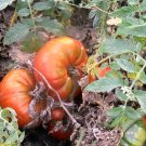 Cuostralee heirloom beefsteak tomato seeds